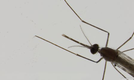 Anopheles vaneedeni mosquito